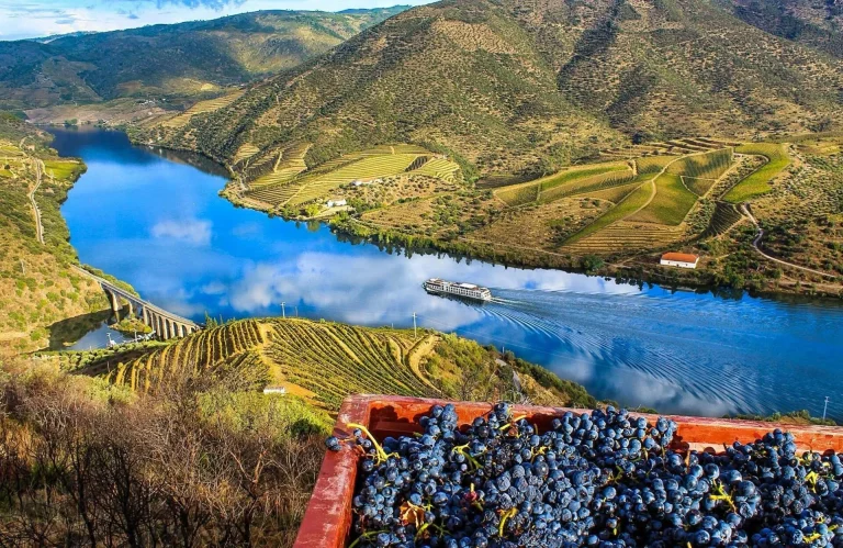 Douro grapes